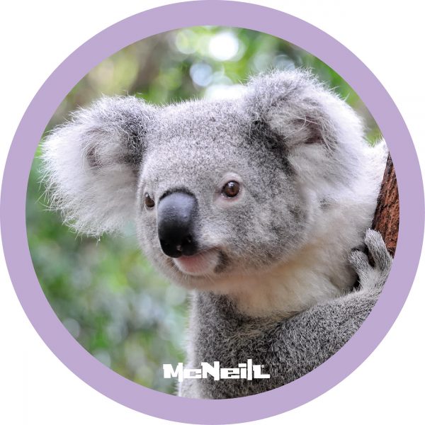 McNeill McAddy Dschungel: Koala